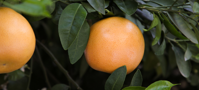 Coming Again Soon - Pink Frost Grapefruit