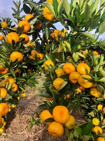 Coming Again Soon - Kishu Mandarin
