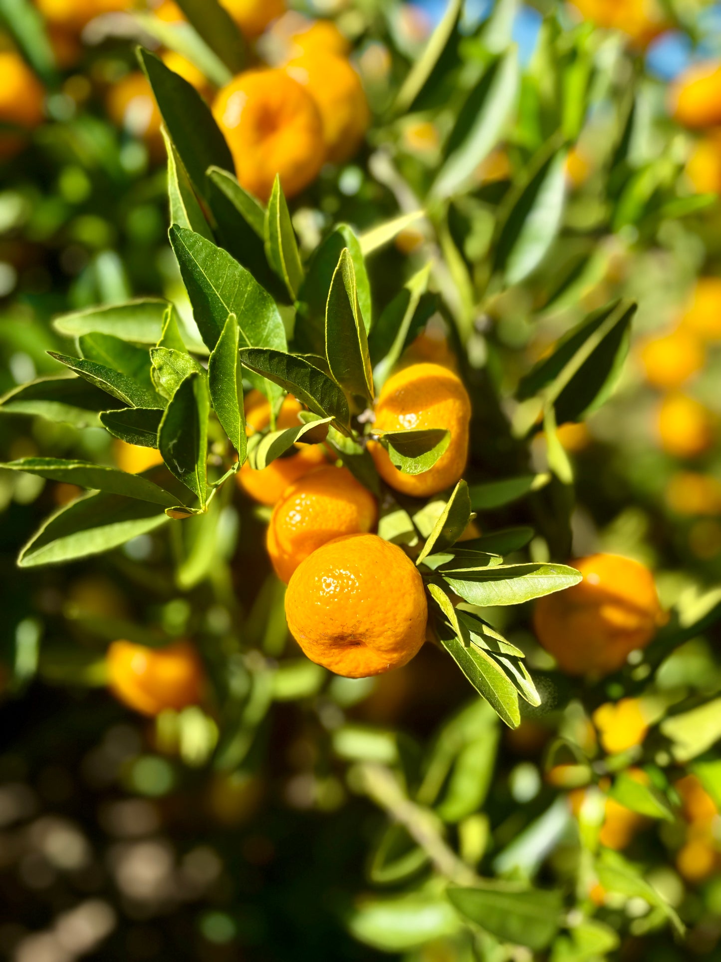 Coming Again Soon - Kishu Mandarin