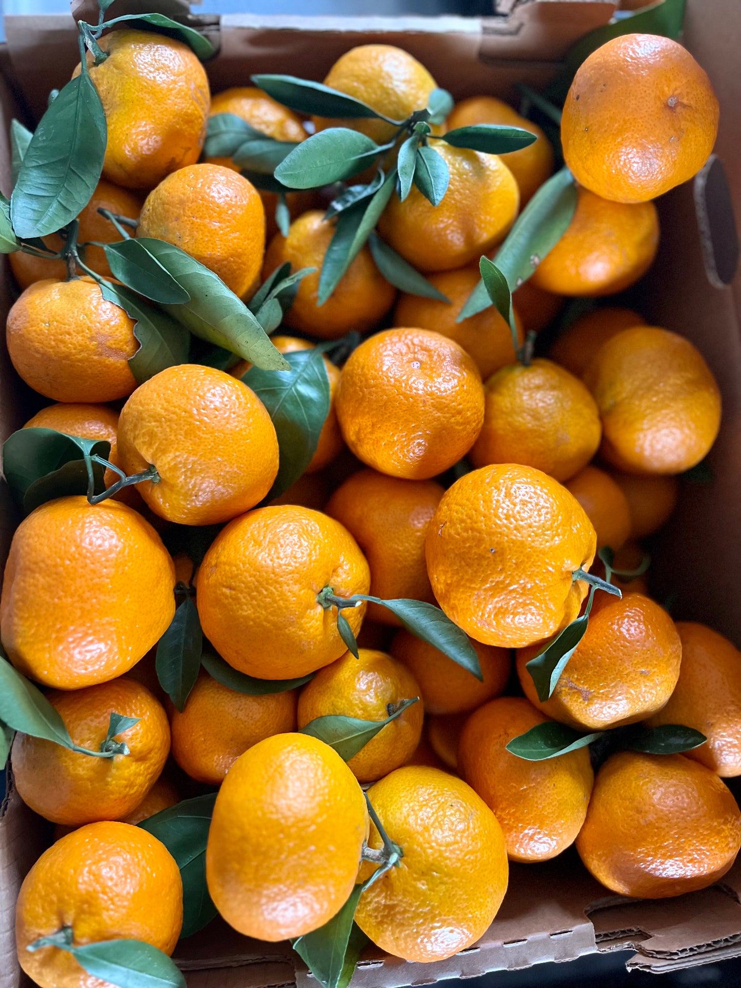 Coming Again Soon - Satsuma Mandarin