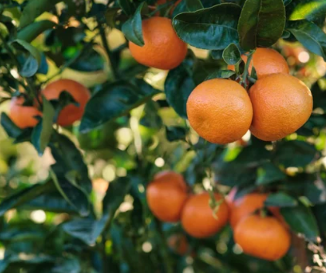 Coming Again Soon - Satsuma Mandarin