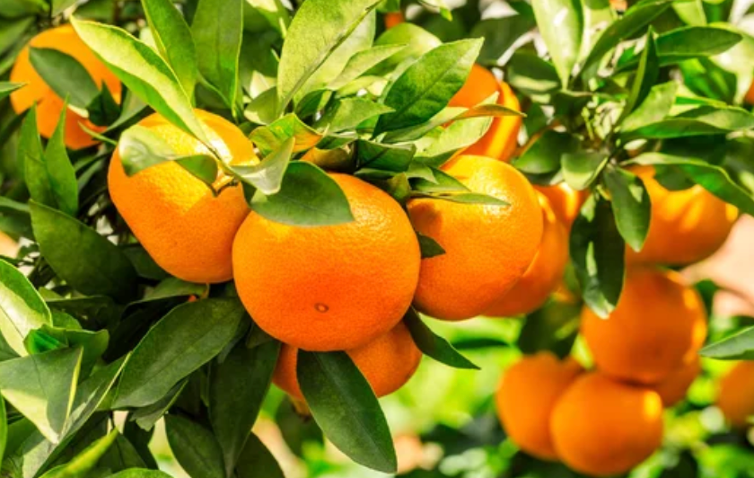 Coming Again Soon - Satsuma Mandarin