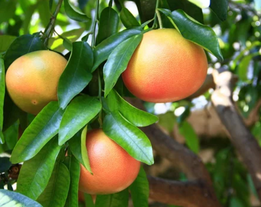 Coming Again Soon - Pink Frost Grapefruit